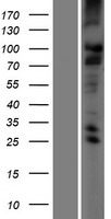 ls117532 tmc2 human over expression lysates nm 080751 wb testing 1