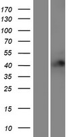 ls117584 rffl human over expression lysates nm 057178 wb testing 1