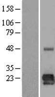 ls118426 borcs5 human over expression lysates nm 058169 wb testing 1