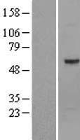 Optimedin (OLFM3) Human Over-expression Lysates NM_058170
