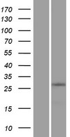 ls118472 znf511 human over expression lysates nm 145806 wb testing 1