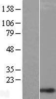 CHCHD1 Human Over-expression Lysates NM_203298