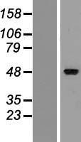 ZMYND17 (MSS51) Human Over-expression Lysates NM_001024593