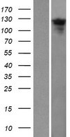 TTC18 (CFAP70) Human Over-expression Lysates NM_145170