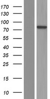 C10orf90 Human Over-expression Lysates NM_001004298