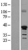 ls118738 znf488 human over expression lysates nm 153034 wb testing 1