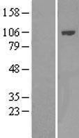 ls118788 pik3ap1 human over expression lysates nm 152309 wb testing 1