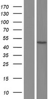 ZFYVE27 Human Over-expression Lysates NM_001174119