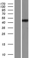 ls118813 zfyve27 human over expression lysates nm 001174120 wb testing 5