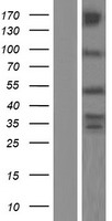 ls118813 zfyve27 human over expression lysates nm 001174122 wb testing 7