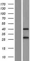 ls118924 c10orf4 fra10ac1 human over expression lysates nm 145246 wb testing 1