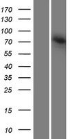 ls119016 agap8 agap4 human over expression lysates nm 133446 wb testing 1