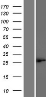 C10orf78 (SFR1) Human Over-expression Lysates NM_001002759