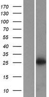 C10orf78 (SFR1) Human Over-expression Lysates NM_145247