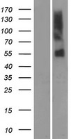 OR51A7 Human Over-expression Lysates NM_001004749