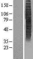 OR5P3 Human Over-expression Lysates NM_153445