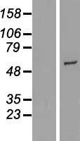 CYP2R1 Human Over-expression Lysates NM_024514