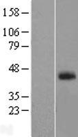 ls120400 fam55a nxpe1 human over expression lysates nm 152315 wb testing 1
