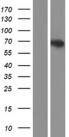 NXPE2 Human Over-expression Lysates NM_182495