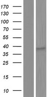 ls120586 or8i2 human over expression lysates nm 001003750 wb testing 1
