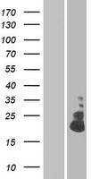 ls120939 c12orf59 tmem52b human over expression lysates nm 153022 wb testing 1