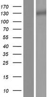 LRIG3 Human Over-expression Lysates NM_153377