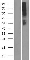 OR10AD1 Human Over-expression Lysates NM_001004134