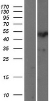 ls121340 sp7 human over expression lysates nm 152860 wb testing 1