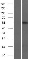ls121391 krt74 human over expression lysates nm 175053 wb testing 1