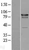 ls121512 fgd4 human over expression lysates nm 139241 wb testing 1
