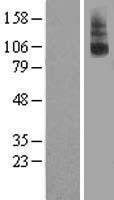 ls122042 lgr8 rxfp2 human over expression lysates nm 130806 wb testing 1