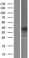 ls122416 ankrd9 human over expression lysates nm 152326 wb testing 1