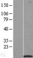 ls122509 ifi27l1 human over expression lysates nm 206949 wb testing 2