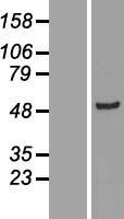 ls122622 adss1 human over expression lysates nm 152328 wb testing 1