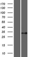 PSMB11 Human Over-expression Lysates NM_001099780