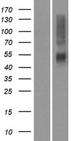 OR4K14 Human Over-expression Lysates NM_001004712
