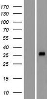 OR4L1 Human Over-expression Lysates NM_001004717