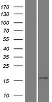ls122769 ppil5 lrr1 human over expression lysates nm 203467 wb testing 1
