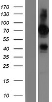 ls122786 frmd6 human over expression lysates nm 001042481 wb testing 1