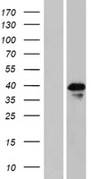 ls122830 mak3 naa30 human over expression lysates nm 001011713 wb testing 1
