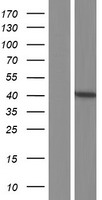 C14orf148 (NOXRED1) Human Over-expression Lysates NM_001113475
