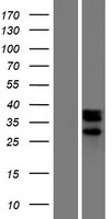 C14orf148 (NOXRED1) Human Over-expression Lysates NM_138791