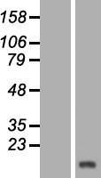 ls122961 hbld1 isca2 human over expression lysates nm 194279 wb testing 1