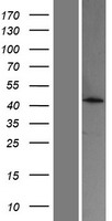 Acyl coenzyme A Thioesterase 4 (ACOT4) Human Over-expression Lysates NM_152331