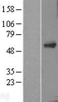 ls123036 tc2n human over expression lysates nm 152332 wb testing 1