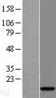 C15orf40 Human Over-expression Lysates NM_144597