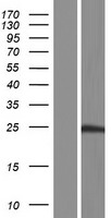 SENP8 Human Over-expression Lysates NM_001166340