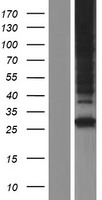 ls123606 nipa1 human over expression lysates nm 001142275 wb testing 1