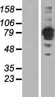 ls123722 fsd2 human over expression lysates nm 001007122 wb testing 1