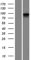 PLA2G4E Human Over-expression Lysates NM_001080490